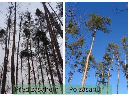 Jak kácení stromů pomůže ozdravit les na poloostrově na „Stříbrňáku“